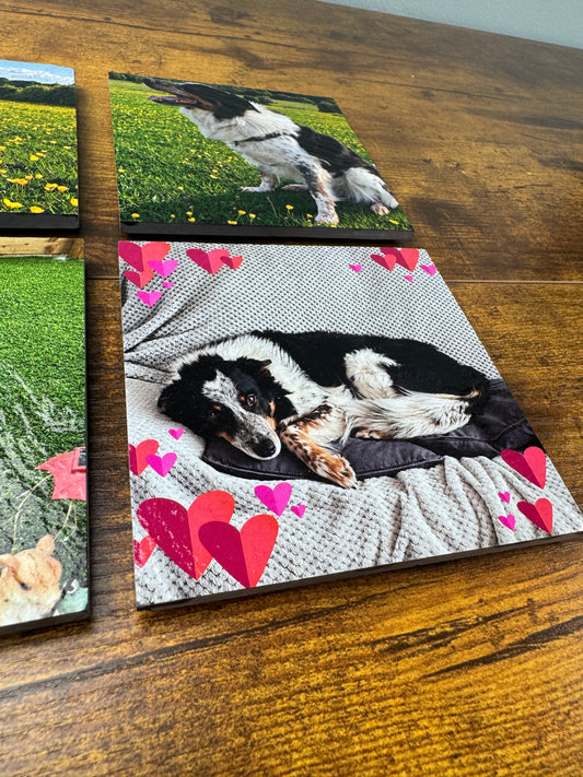 Square photo coasters displayed on a wooden table, featuring printed images including a black-and-white dog in a field and a sleeping black-and-white dog with red hearts around it.
