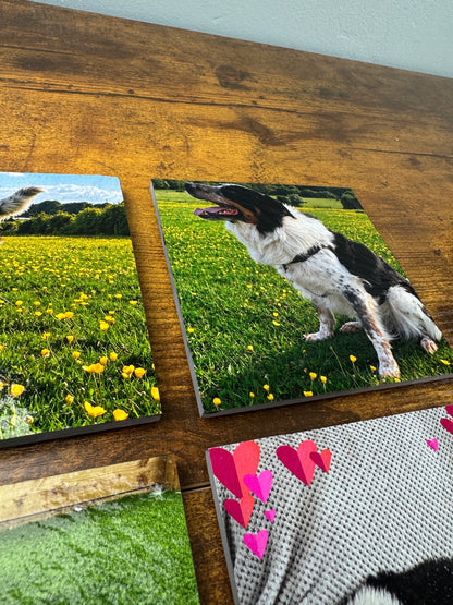Three square photo tiles displayed on a rustic wooden surface, featuring a black and white dog in a green field, a yellow flower meadow, and a pink heart pattern.