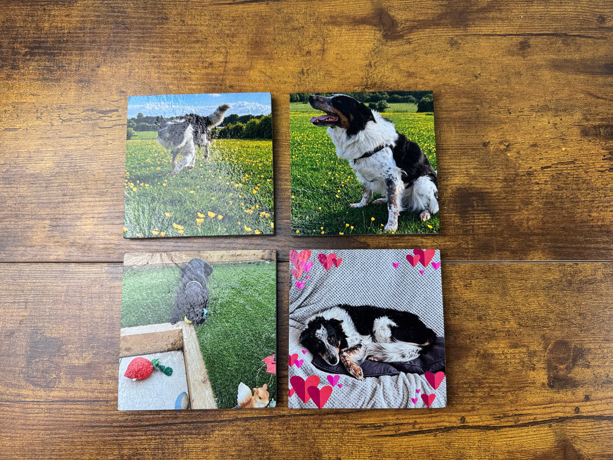 Four square custom photo canvas prints arranged in a 2x2 grid on a rustic wooden background. The prints feature various pet-themed photographs, including a black and white dog on grass, a black and white dog lying on a pink blanket, and a dog in a field.