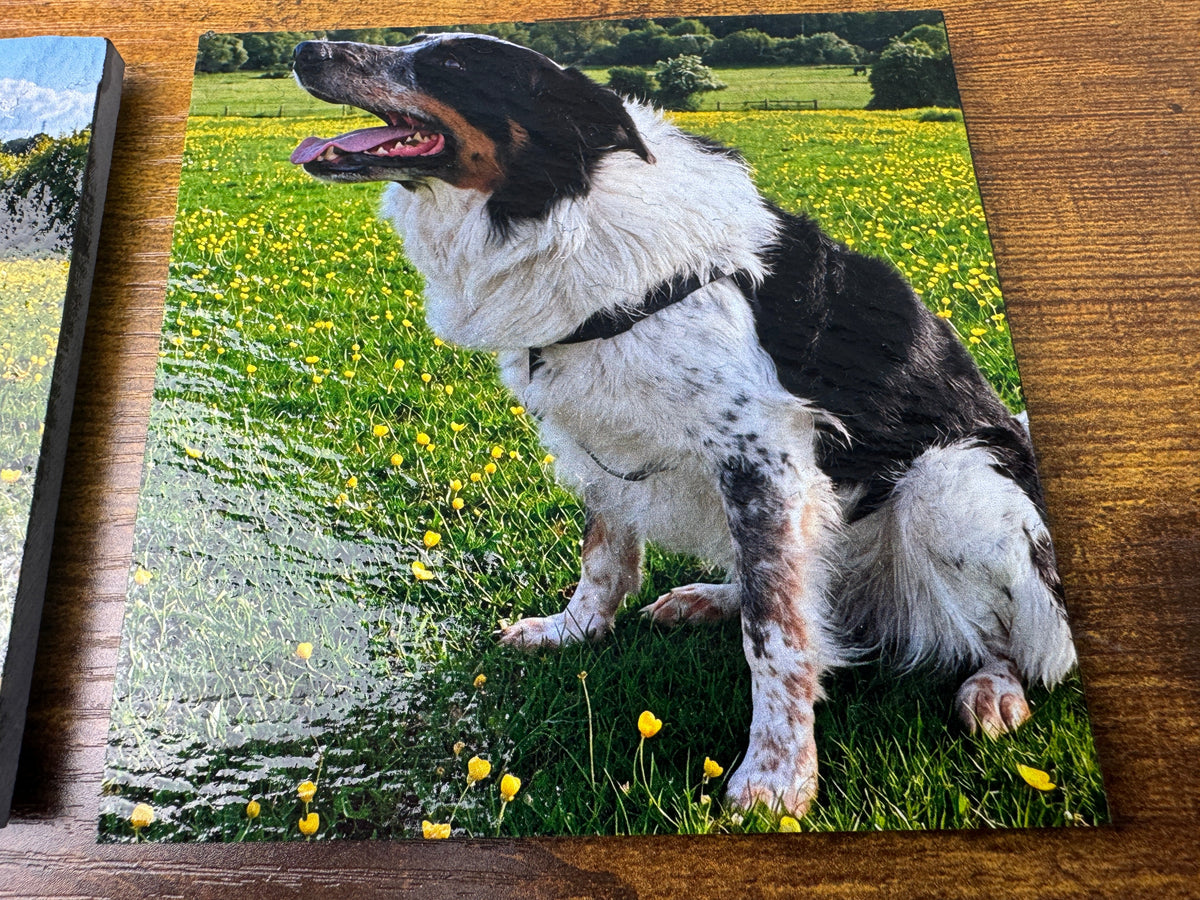 A square glossy art print or canvas showing a black, white, and tan dog lying on its back in a grassy field with yellow flowers, displayed on a wooden surface.