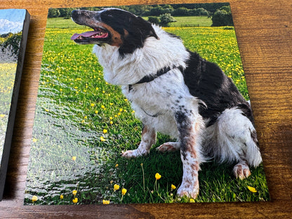 A square glossy art print or canvas showing a black, white, and tan dog lying on its back in a grassy field with yellow flowers, displayed on a wooden surface.