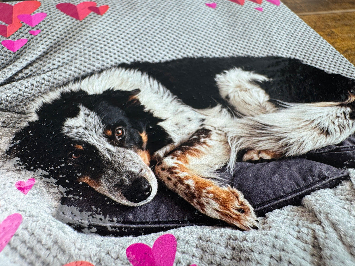 A black, white, and tan dog lies curled up on a gray knit blanket with pink heart patterns, resting on a dark cushion.