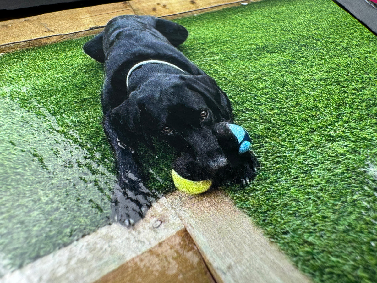 A black dog lying on green artificial turf and holding a yellow tennis ball in its mouth, with a blue and black toy also visible.